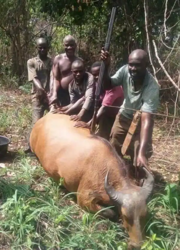Edo Hunter Becomes Popular after Killing Huge Buffalo (Photos)